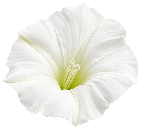 Moonflower