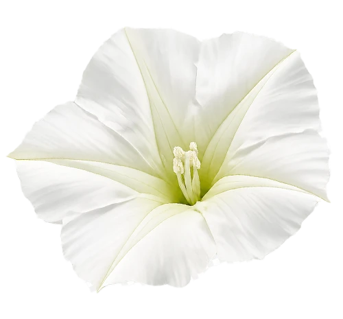 Moonflower2